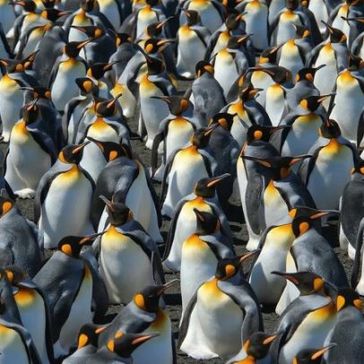 Aquecimento global favorece pinguins-rei, mas pode não ser bom sinal