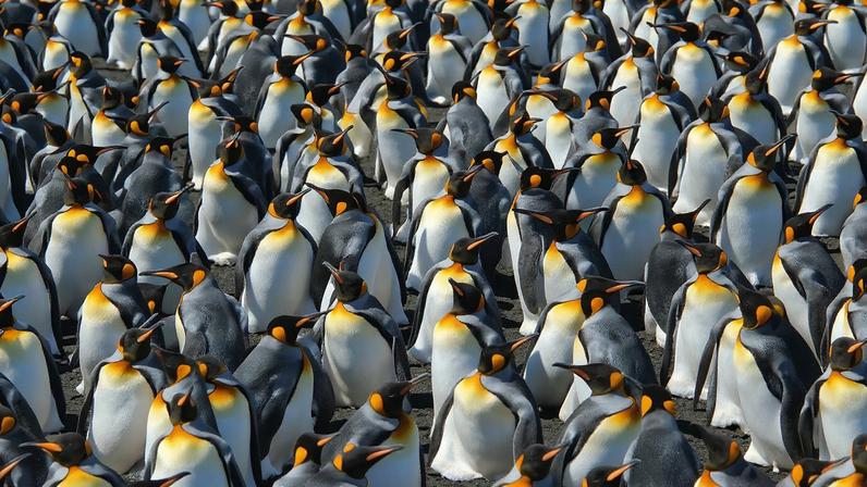 Aquecimento global favorece pinguins-rei, mas pode não ser bom sinal