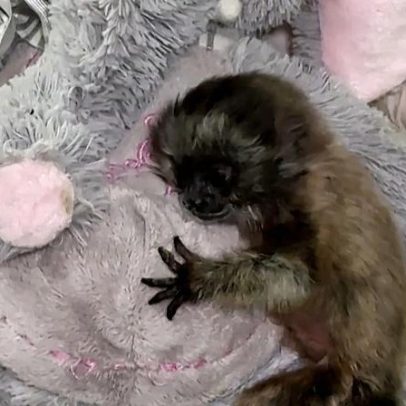 Bebé de zogue-zogue-cinzento recebe mãe de peluche na Colômbia antes de voltar à selva