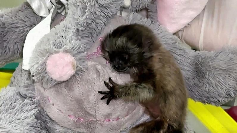 Bebé de zogue-zogue-cinzento recebe mãe de peluche na Colômbia antes de voltar à selva