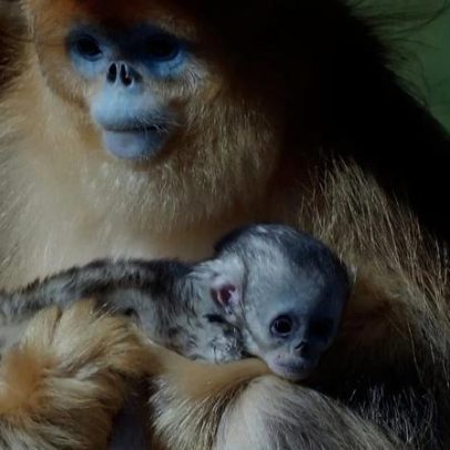 França: zoo apresenta macaco dourado-de-nariz-arrebitado nascido fora da Ásia