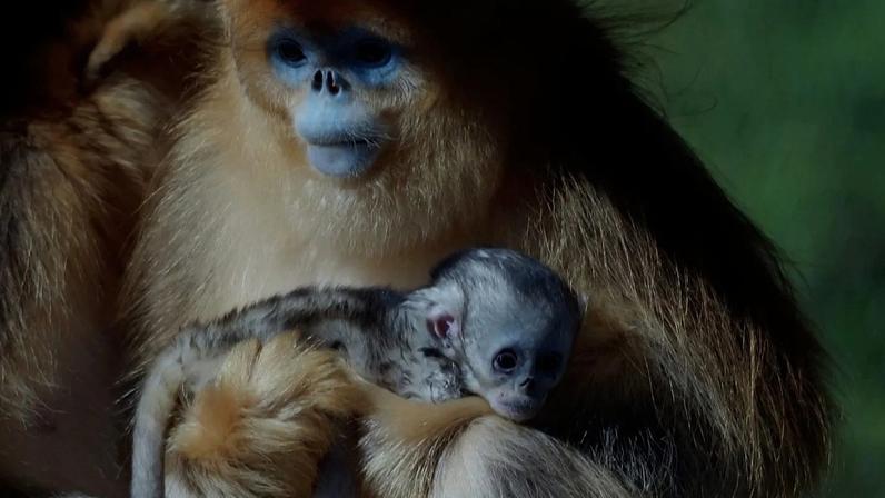 Fêmea limpa pequeno macaco-dourado-de-nariz-arrebitado no recinto exterior do ZooParc de Beauval, em França.