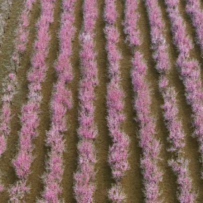 Veria, Grécia: pessegueiros em flor pintam paisagem cor-de-rosa
