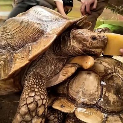 Hungria: dia de bem-estar para tartarugas em perigo no Zoo Nyíregyháza