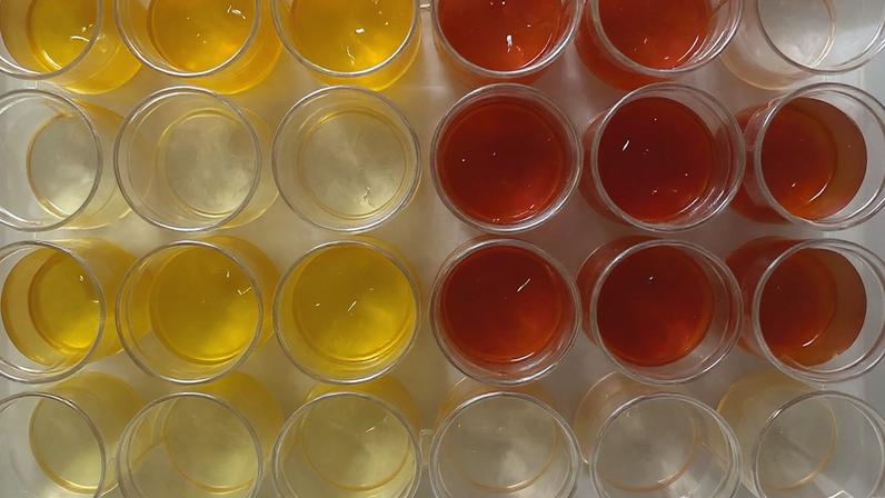 Bactéria que se alimenta de restos de explosivos, 20 de março de 2026