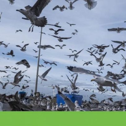 Gaivotas ficam mais agressivas, indicam especialistas
