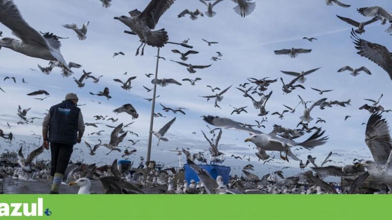 A população de gaivotas aumentou significativamente nos últimos anos na Área Metropolitana do Porto
