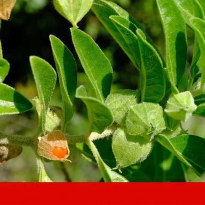 Ashwagandha proibida na Dinamarca preocupa autoridades europeias