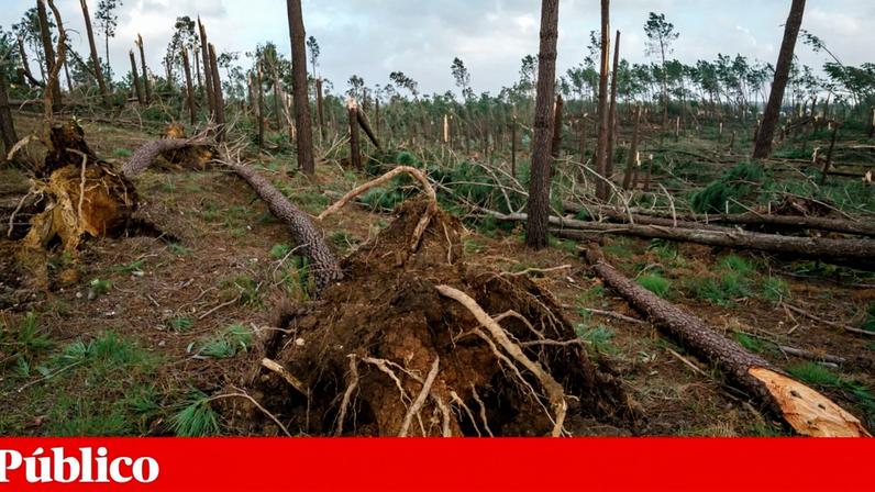 Vários especialistas têm alertado que o risco de incêndios neste Verão foi muito agravado devido ao rasto de combustível deixado pelas tempestades