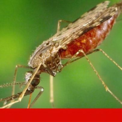 Anopheles: mosquitos beberam sangue humano há quase 2 milhões de anos