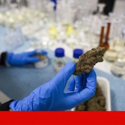 Produção de cannabis medicinal: produtos, prescritores e doenças cobertas