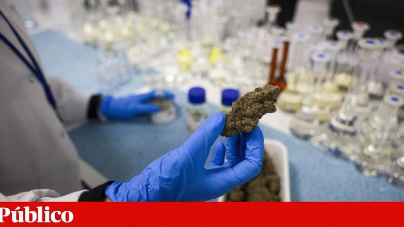 Trabalhadores da Somaí Pharmaceuticals, durante a produção de produtos farmacêuticos e medicamentos à base de cannabis, na sua fábrica, no Carregado