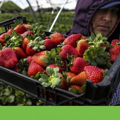 Escassez de frutos vermelhos pode provocar subida de preços