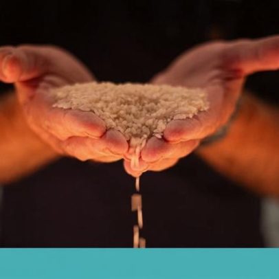 Catástrofe do arroz em Portugal: autoridades avaliam danos e resposta