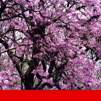 Câmara de Coimbra avança para abate de 20 jacarandás