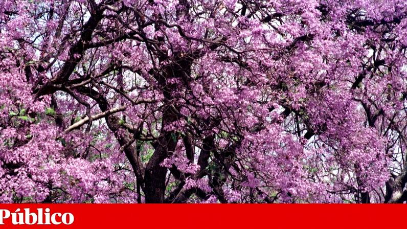 O abate de jacarandás é justificado pelo seu estado fitossanitário e por serem incompatíveis com o projecto do metrobus