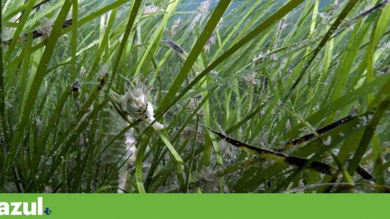 Os cavalos-marinhos são considerados espécies-bandeira para a conservação do estuário do Sado