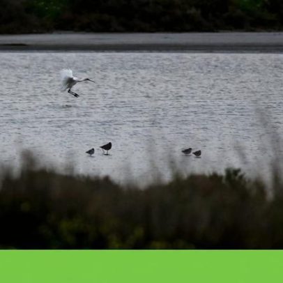 WWF aposta em conservação: Gerês, Caldeirão e cavalos-marinhos no Tejo