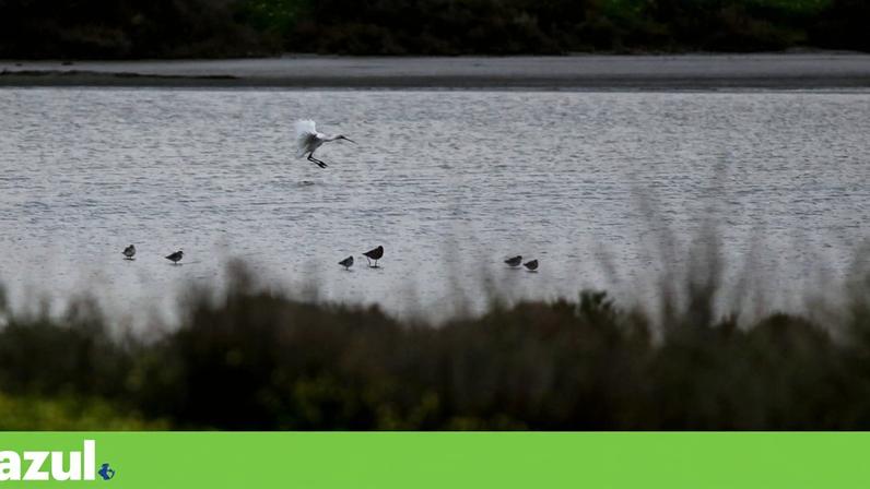 WWF aposta em conservação: Gerês, Caldeirão e cavalos-marinhos no Tejo