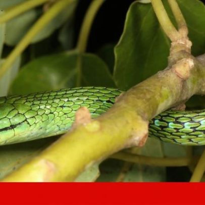 Serpentes perderam hormona da fome e tornaram-se especialistas em jejum
