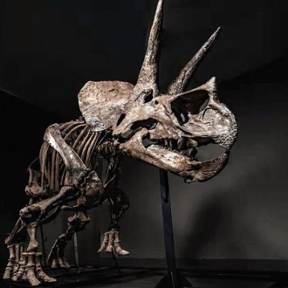 Esqueleto de Triceratops vai a leilão num mercado de dinossauros em expansão