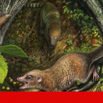 Pequenos fósseis revelam pistas sobre o ancestral mais antigo dos primatas