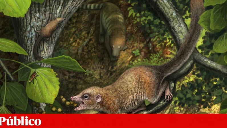 Ilustração do *Purgatorius*, o parente mais antigo dos primatas