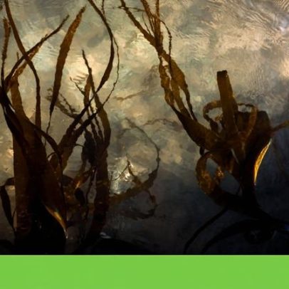 Governo envolve ciência e população na Área Marinha Cascais-Sintra-Mafra