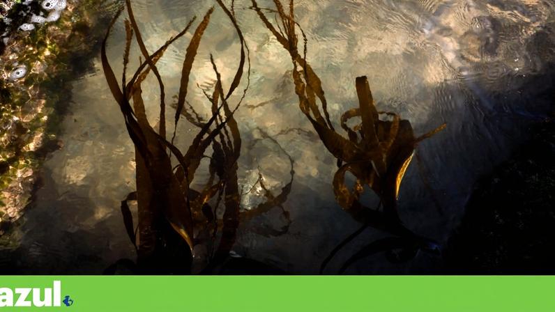 Algas na praia, na zona da Ericeira, que é abrangida pela área marinha protegida a criar