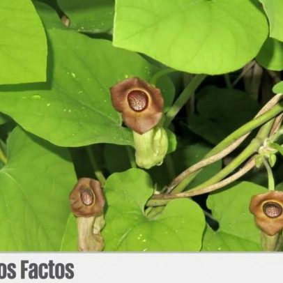 Casa arrombada, trancas à porta: caso envolve suplementos alimentares