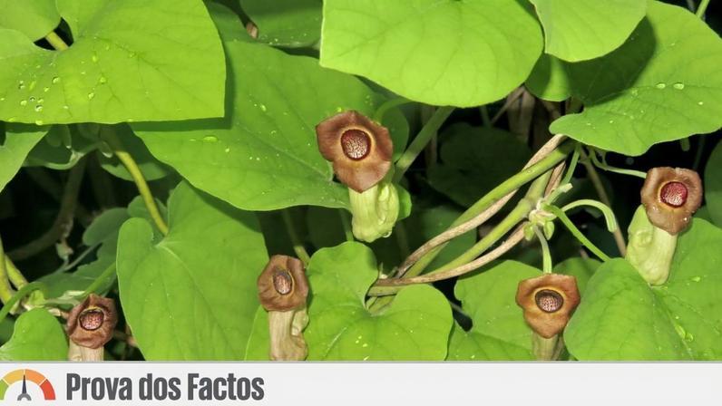 Planta *Aristolochia manshuriensis*