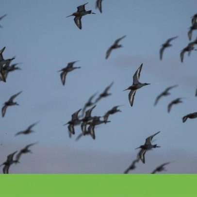 Declínio das espécies migratórias atinge 49%