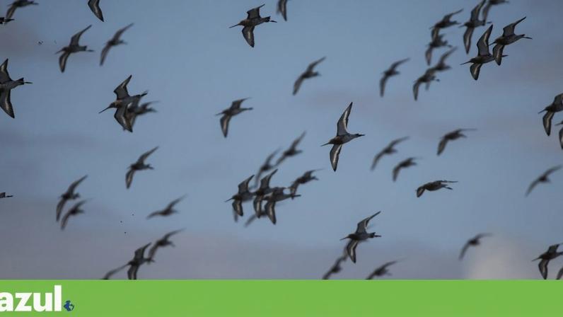 Os maçaricos-de-bico-direito (*Limosa limosa*) que ainda continuam a passar em grande número pelo estuário do Tejo
