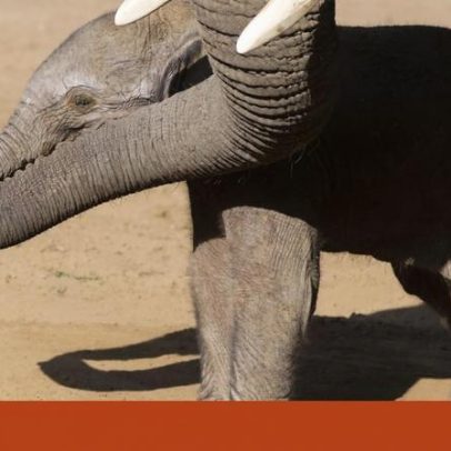 Zoo explica o motivo de usar fezes com a cria de elefante