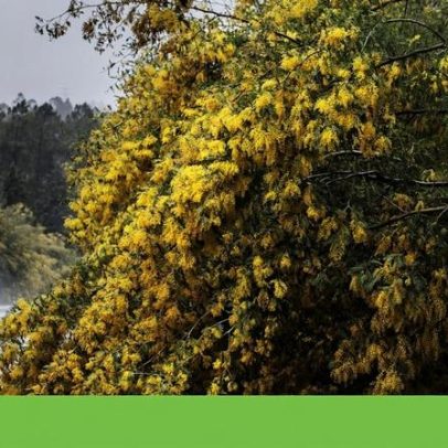 Espécies invasoras, cheias e o alerta que Portugal continua a ignorar