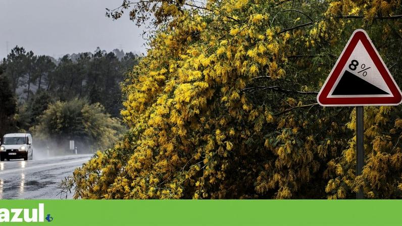 A acácia-de-espigas deverá beneficiar das tempestades para se expandir