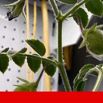 Cientistas cultivam grão-de-bico em solo lunar simulado