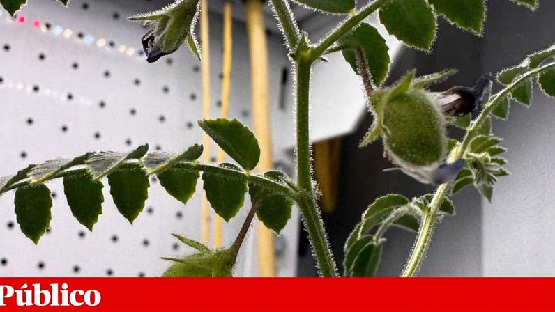 Vagens de grão-de-bico numa planta que cresce numa mistura que simula o solo lunar