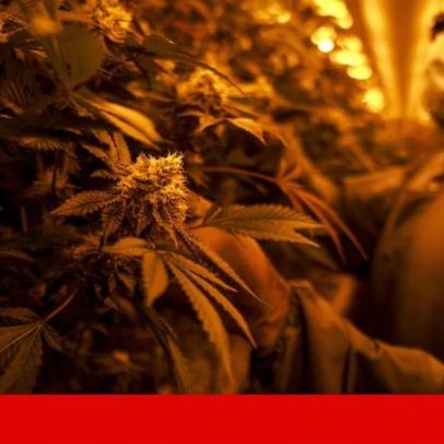 Portugal é o 2º exportador de cannabis medicinal, com apenas mil pacientes