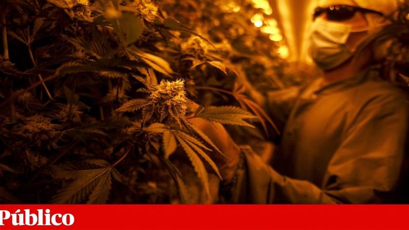 Nuno Ferreira Santos - 2 Dezembro 2024 - Portugal, Sintra - Produção, cultivo de Cannabis medicinal pela Somaí Pharmaceuticals. A empresa dedica-se ao cultivo da planta (na foto) e produção de medicamentos à base de canabinóides
