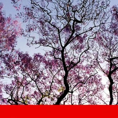 Cidadãos denunciam silêncio da Câmara de Coimbra sobre abate de árvores