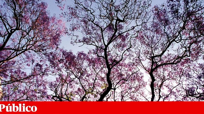Já foi abatida a totalidade das Acácias do Japão, 16% dos Castanheiros, 35% dos Jacarandás de flor lilás e 73% das Tipuanas de flor amarela, diz o movimento