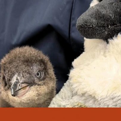 Animais órfãos de macacos a elefantes encontram conforto em brinquedos