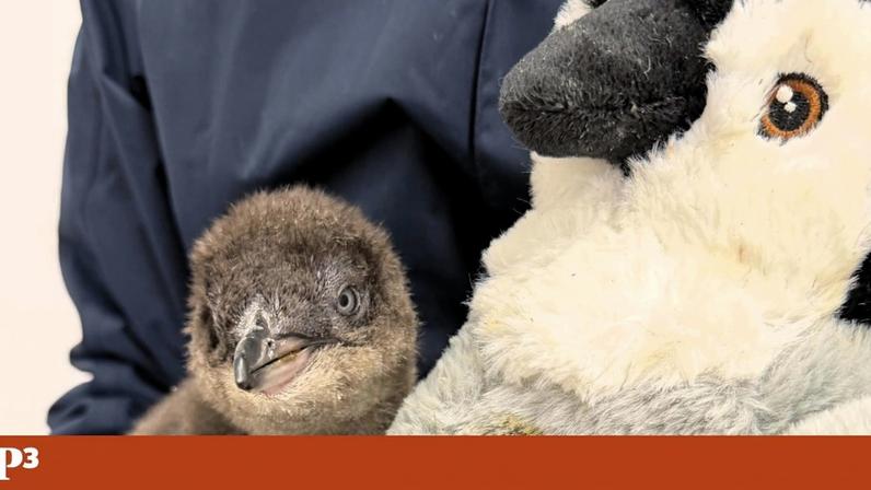 O pinguim Henry com Tom, um pinguim de peluche