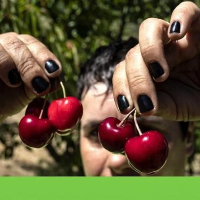 Projeto transfronteiriço para a cereja ibérica enfrenta a crise climática
