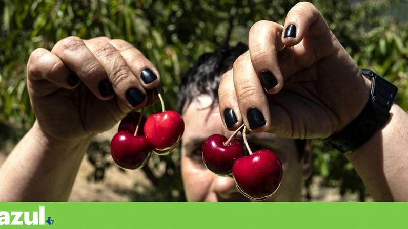 Projeto transfronteiriço para a cereja ibérica enfrenta a crise climática