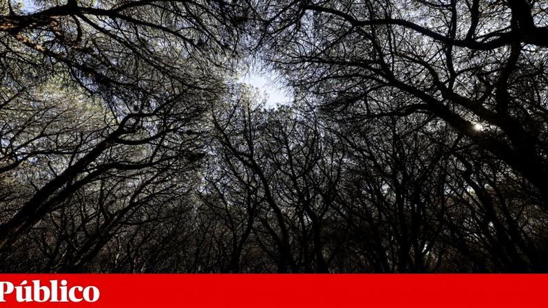 Moradores dizem que foram abatidas mais de 2000 toneladas de pinheiro manso mas propriedade é privada