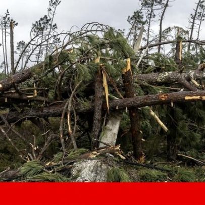 Proprietários têm até 30 de Junho para limpar terrenos em zonas de calamidade
