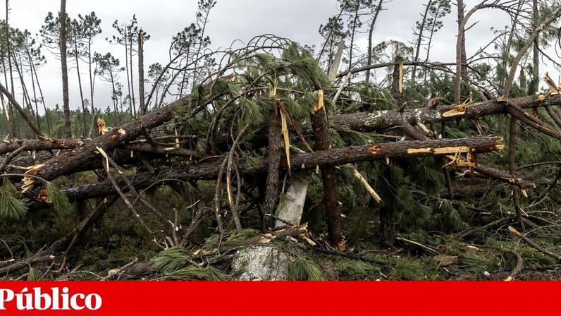 Proprietários têm até 30 de Junho para limpar terrenos em zonas de calamidade