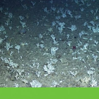 Jardim de coral raro descoberto nas profundezas dos Açores